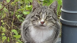 Самое смешное видео. Животные и зеркало.