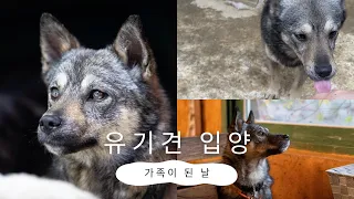 유기견에서 반려견으로 | 유기견 입양 | 캐롤라이나 가족이 된 날