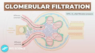 Glomerular Filtration (GFR) | Renal Physiology