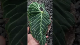 aroid anthurium regale acuador original