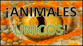 😲16 animales realmente únicos que no creerás que existen 😲 animales más raros Y CURIOSOS del mundo