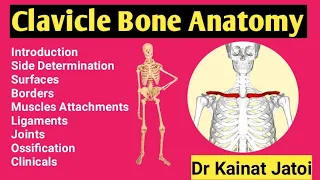 Clavicle Bone(Part3)|Features of Clavicle | Side determination | Attachments of muscles on clavicle