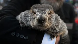 Phil the groundhog predicts how long winter will last in 2024 - 2/2 (FULL LIVE STREAM)