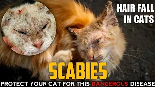 SCABIES IN CAT - reason, symptoms, diagnosis, treatment | Cat skin infection को कैसे ठीक करें💥😺💥