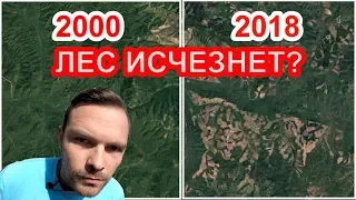 👍Жестокая вырубка лесов Сибири.🌳 Что останется потомкам?