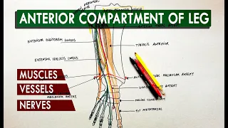 Anterior compartment of the leg - Muscles, vessels & nerves | Anatomy Tutorial