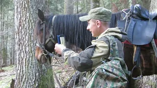 Сотрудники Кавказского заповедника встретили зубренка