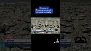 Екоцид на Дніпропетровщині - масовий мор риби через обміління водосховища#новини #дніпро #україна