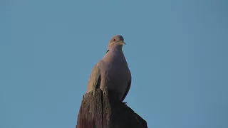 Дикий голубь горлица.