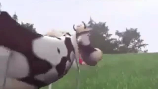 Секс корова