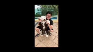 Old English Sheepdog Puppy Training