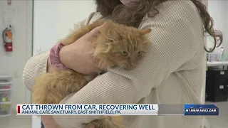 Cat thrown from car recovering well at Animal Care Sanctuary