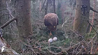 Andris pirmo reizi ierauga divas olas / Andris sees two eggs for the first time Latvijas Dabas fonds