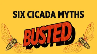 Cicadas: 6 Common Myths, Busted!