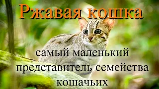 Самый маленький представитель семейства кошачьих!