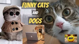 Funny Dogs And Cats Videos 2024 😅 - Best Funniest Animal Videos Of The week #7 #funnyanimals