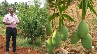 2 முதல் 3 மடங்கு அதிக மகசூல் தரும் அடர்நடவு முறை | Mango Harvesting Techniques | Malarum Bhoomi