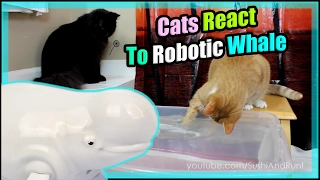 Cat vs. Whale : Finding Dory Bailey Robo Fish