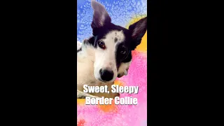 Funny Little Border Collie Does This Before Sleep!  TMR #Shorts