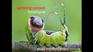 Cerura vinula - puss moth, spinning cocoon timelapse