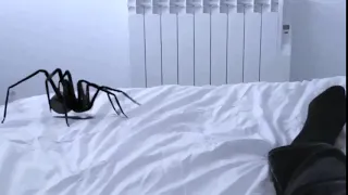 Big Spider Attacks Daddy on Bed!