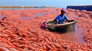 COMO se PRODUCEN MILLONES de CAMARONES🦐en una INDUSTRIA de 80.000 MILLONES de DÓLARES