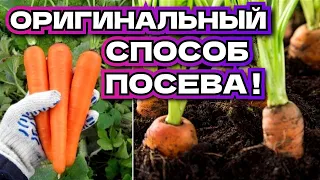 Как сеять морковку - оригинальный способ посева!