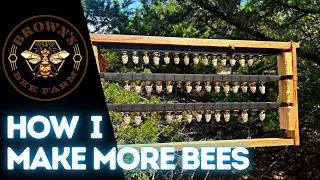 HOW TO MAKE QUEENS, NUCS, and NEW COLONIES!! Make More Bees!