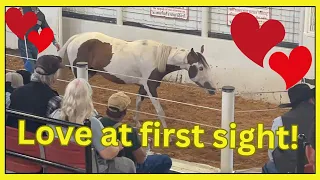 Buying an Auction HORSE ~ I really wanted this one!