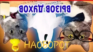 ЕСЛИ БЫ КОТИКИ ХОДИЛИ В ШКОЛУ - ПРИЗЫВАЕМ ПРИЗРАКОВ НА ХЭЛЛОУИН НАОБОРОТ ( ориг. видео в описании)