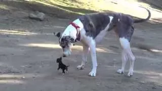 Little Puppy Meets Big Dog