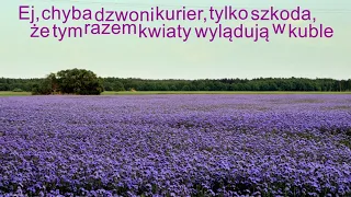 Sobel - Fiołkowe pole (karaoke)