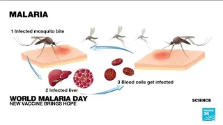 WHO hopes new malaria vaccine could help cut infections by 90% • FRANCE 24 English