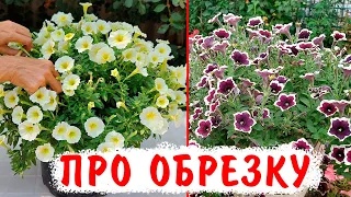 Будут цвести до морозов! Как обрезать петунии в июле-августе!