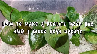 HOW TO MAKE A PERLITE PROP BOX | And Hoya 3 Week Propagation Update