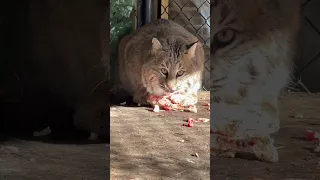 Bobcat literally says ‘om nom nom’ 😂 #animals #cats