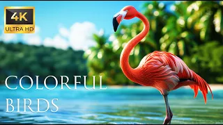 4K Colorful Flamingo - Beautiful Birds Sound in the Forest | Bird Melodies