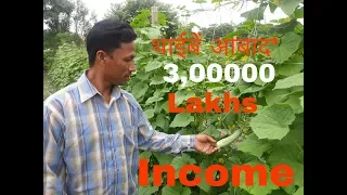 Bodoland farming##### cucumber farming,