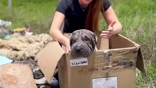 Refusing to leave, blind mama dog suffered and believed her owner would return