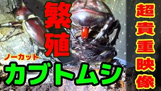 "超貴重” カブトムシの繁殖 ※音声付※ ノーカット