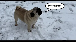 Pug howling in the snow