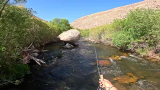 Creek Chronicles: An Epic Fly Fishing Adventure in California