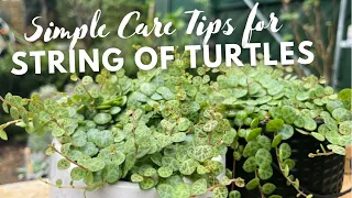 🐢 Simple Care Tips for STRING of TURTLES 🐢