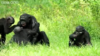 Making a Bonobo laugh   Animals in Love  Episode 1   BBC One clip22