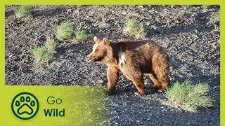 Tracing the Gobi Bear | Go Wild