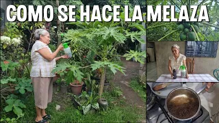 COMO HACER LA MELAZA el mejor abono foliar