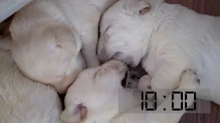 10 Minute Puppy Timer with Happy Music