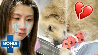 Emotional Goodbye To Dog: Golden Retriever Hit By Deadly Heat Stroke 😩 | Bondi Vet Clips | Bondi Vet