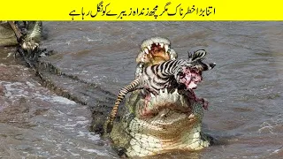 مگرمچھ کے خطرناک حملے جو کیمرے میں ریکارڈ ہو گے | Crocodile Attacks Caught On Camera