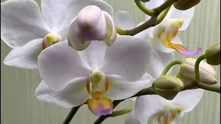 ЦВЕТЕНИЕ АЗИАТСКИХ ОРХИДЕЙ 🥰  Phal.Hatuyuki, Phal. Champion Lighting,Phal.Yen Shua Sweet Girl